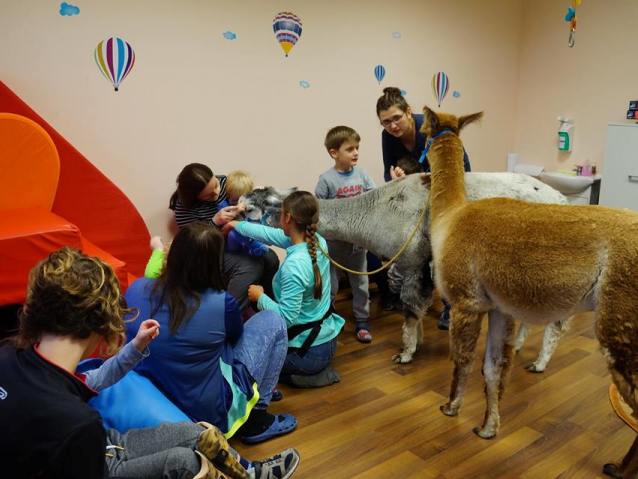 Alpaki są głaskane przez dzieci w Ośrodku dla Wyjątkowych Dzieci