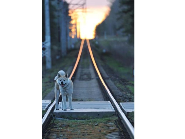 biały pies na torach kolejowych na tle zachodzącego słońca