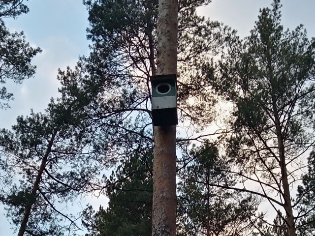 budka dla ptaków na wysokim drzewie