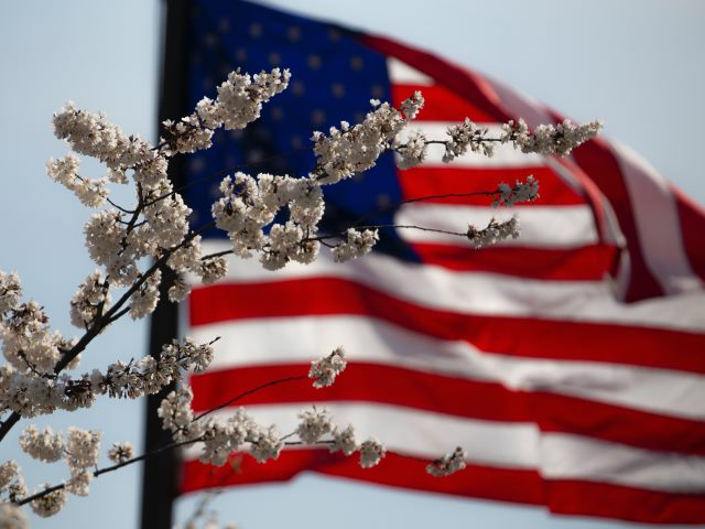gałązka kwitnącego drzewa w tle rozmazana flaga amerykańska