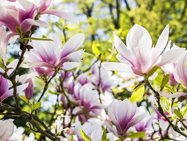 Kwitnące kwiaty magnolii na drzewie