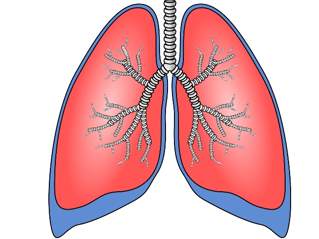 rysunek czerwono niebieski płuc
