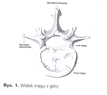 widok kręgu z góry