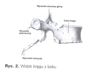 widok kręgu z boku