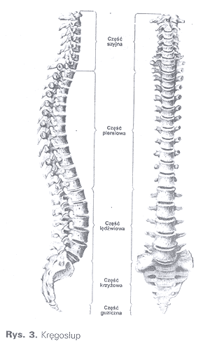 rysunek kręgosłupa