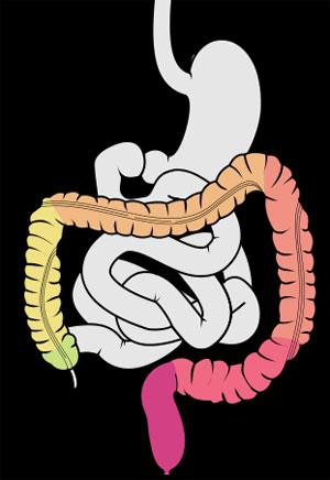 grafika: jelito grube, źródło: Wikipedia