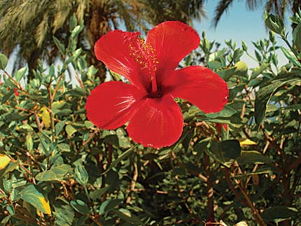 Na zdjęciu: hibiskus